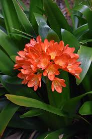 Clivia miniata